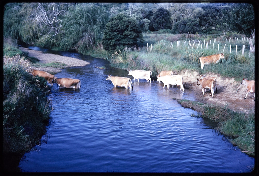 Cows near Russell