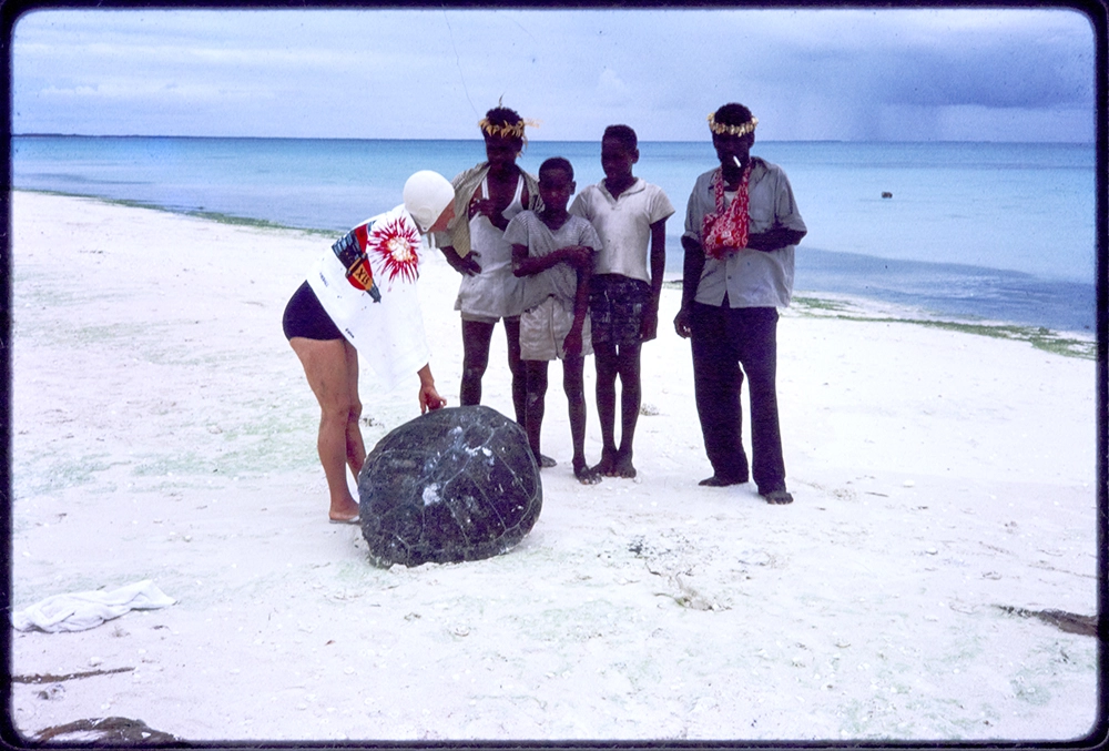 Turtle shell at Ouvea, New Caledonia