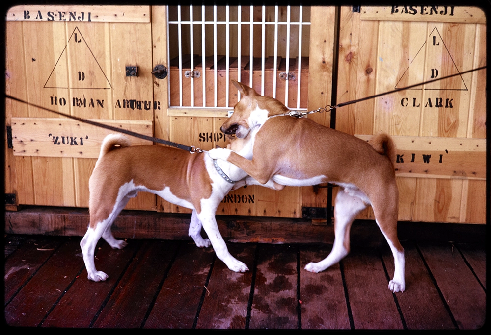 Dogs on the Port Hobart