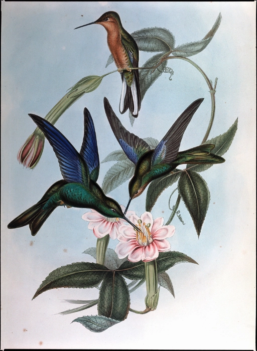 {Hummingbirds or Pterophanes Temmincki...