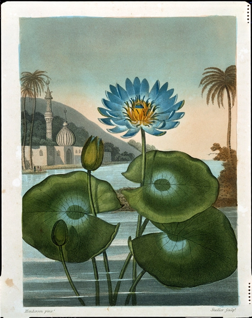 Drawing of the Blue Egyptain Water Lily taken from the 'Temple of Flora' by R J Thornton