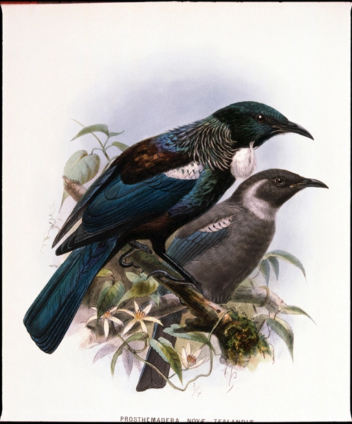 Drawing of the Tui or Parson bird, taken from 'A History of the Birds of New Zealand' by Walter Lawry Buller
