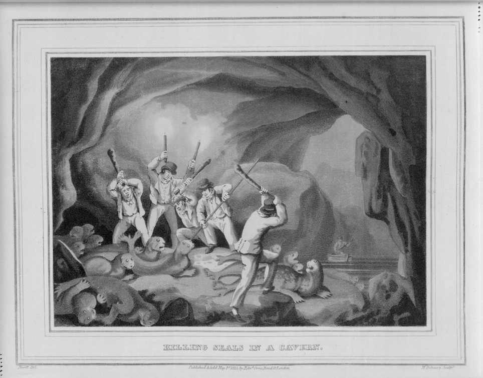 An illustration showing the killing of seals in a cavern