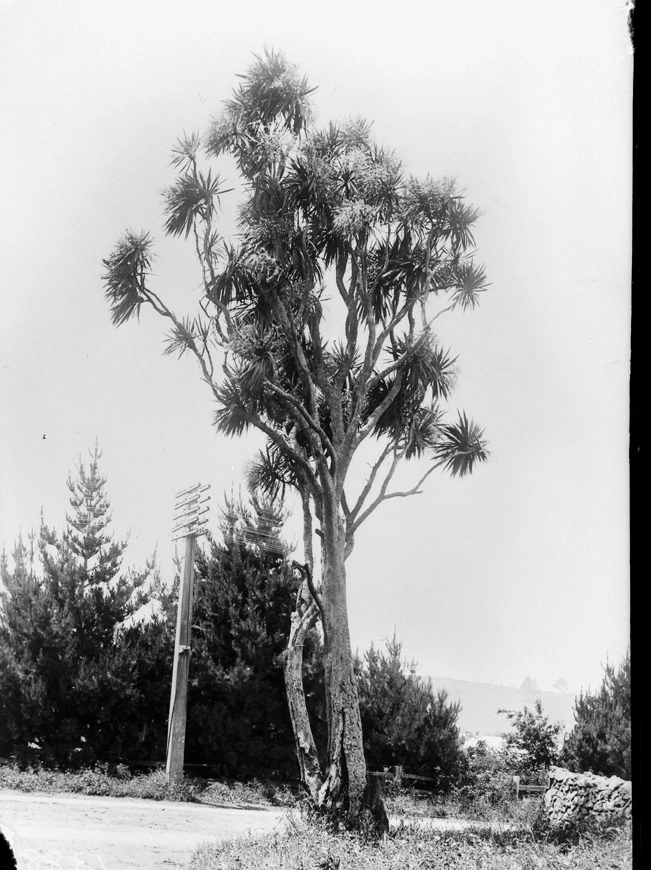 Cabbage tree on the corner of Manukau Road and Mortimer Pass...1898