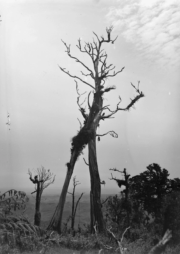 Two dead trees at Nihotupu, 1914