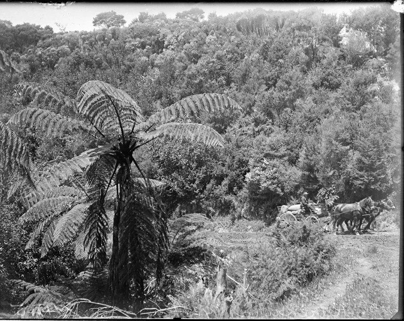 Garth's three-horse coach on the Karekare Road, 1915