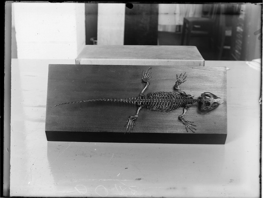 Skeleton of a tuatara