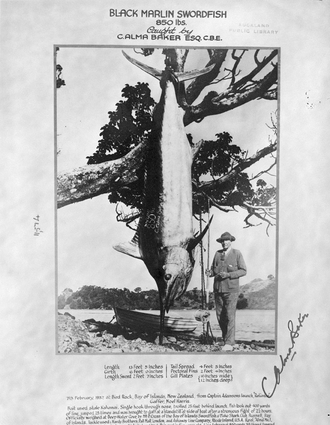 Black Marlin swordfish caught by C Alma Baker