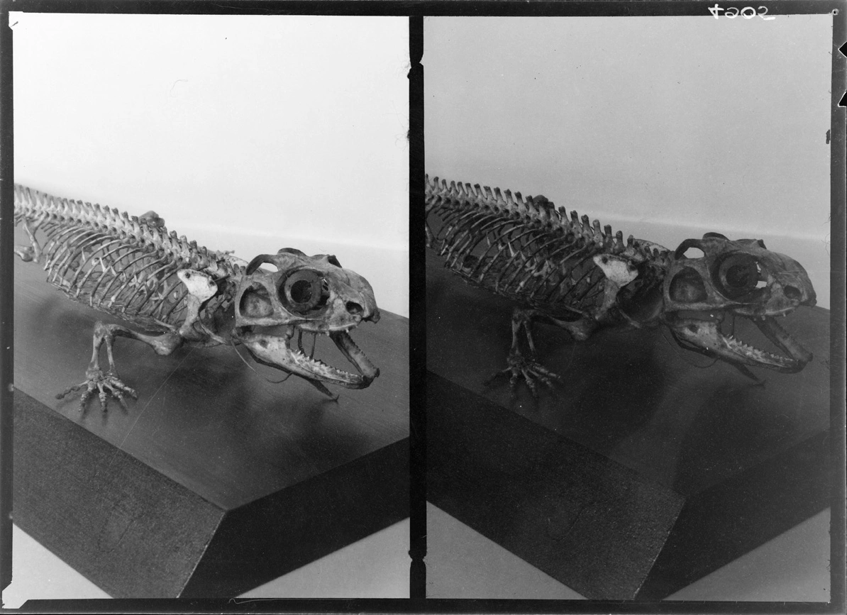 Skeleton of a tuatara...1937-39