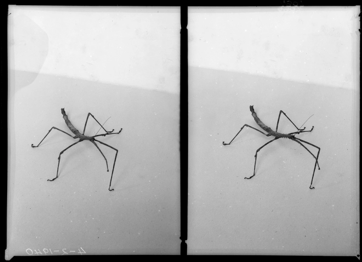 Stick insect in the Auckland Museum, 1940