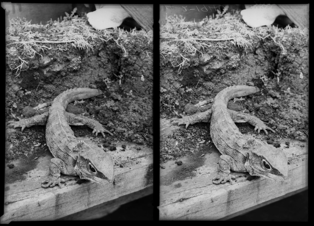 Tuatara lizard in the Auckland Museum 1940