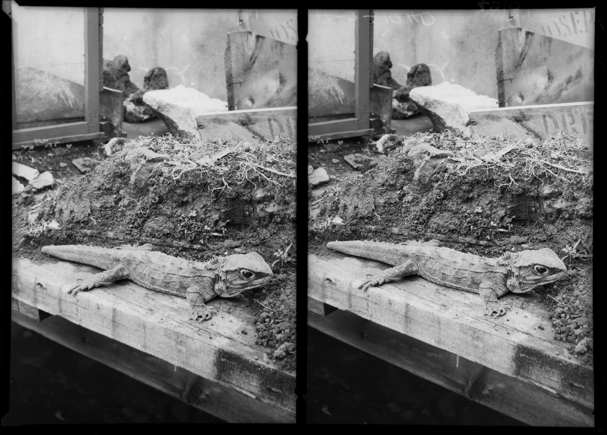 Tuatara lizard in the Auckland Museum, 1940