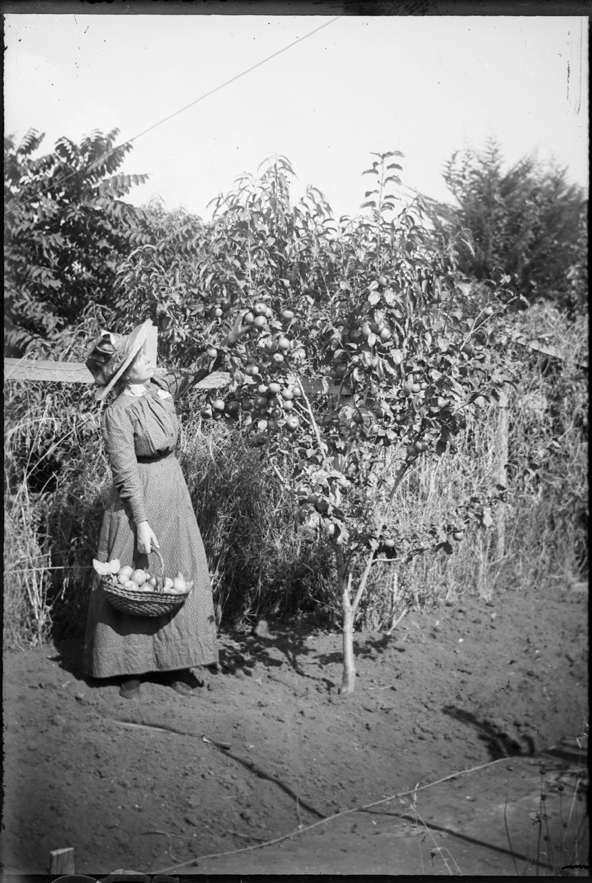 Woman picking fruit...