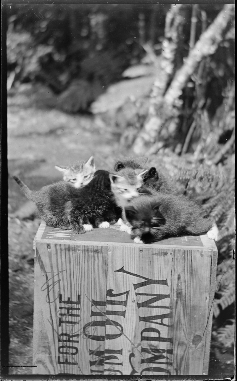 Kittens