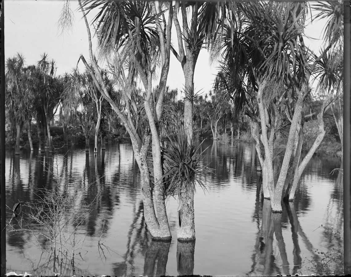 Cabbage Tree Swamp, now Gribblehirst Park, c1907.