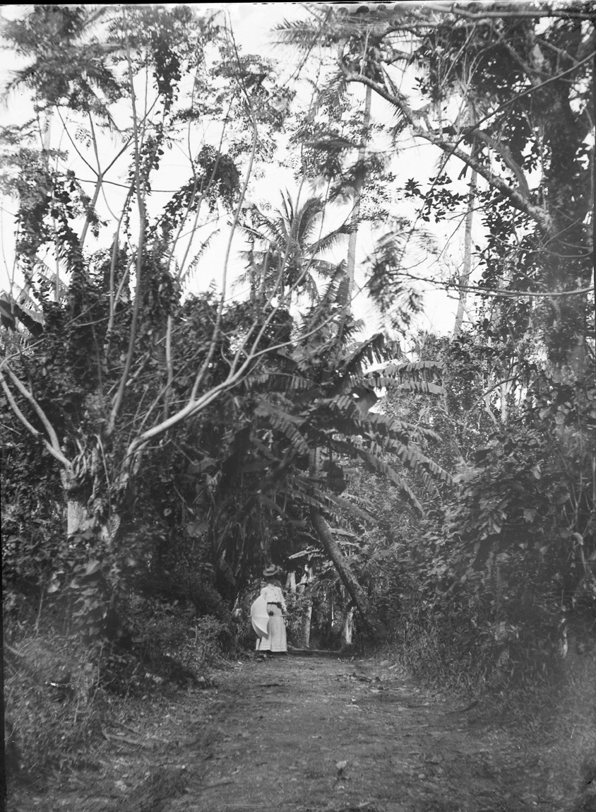 Takuvaine Valley, Rarotonga, 1907