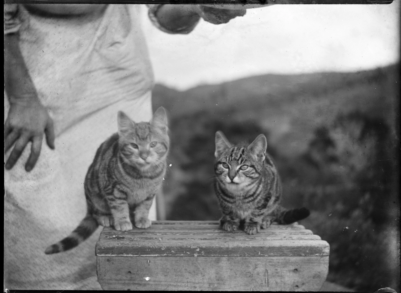 Cats on a stool