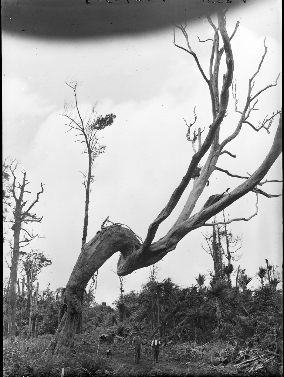 Showing a rata tree with a peculiar angle...