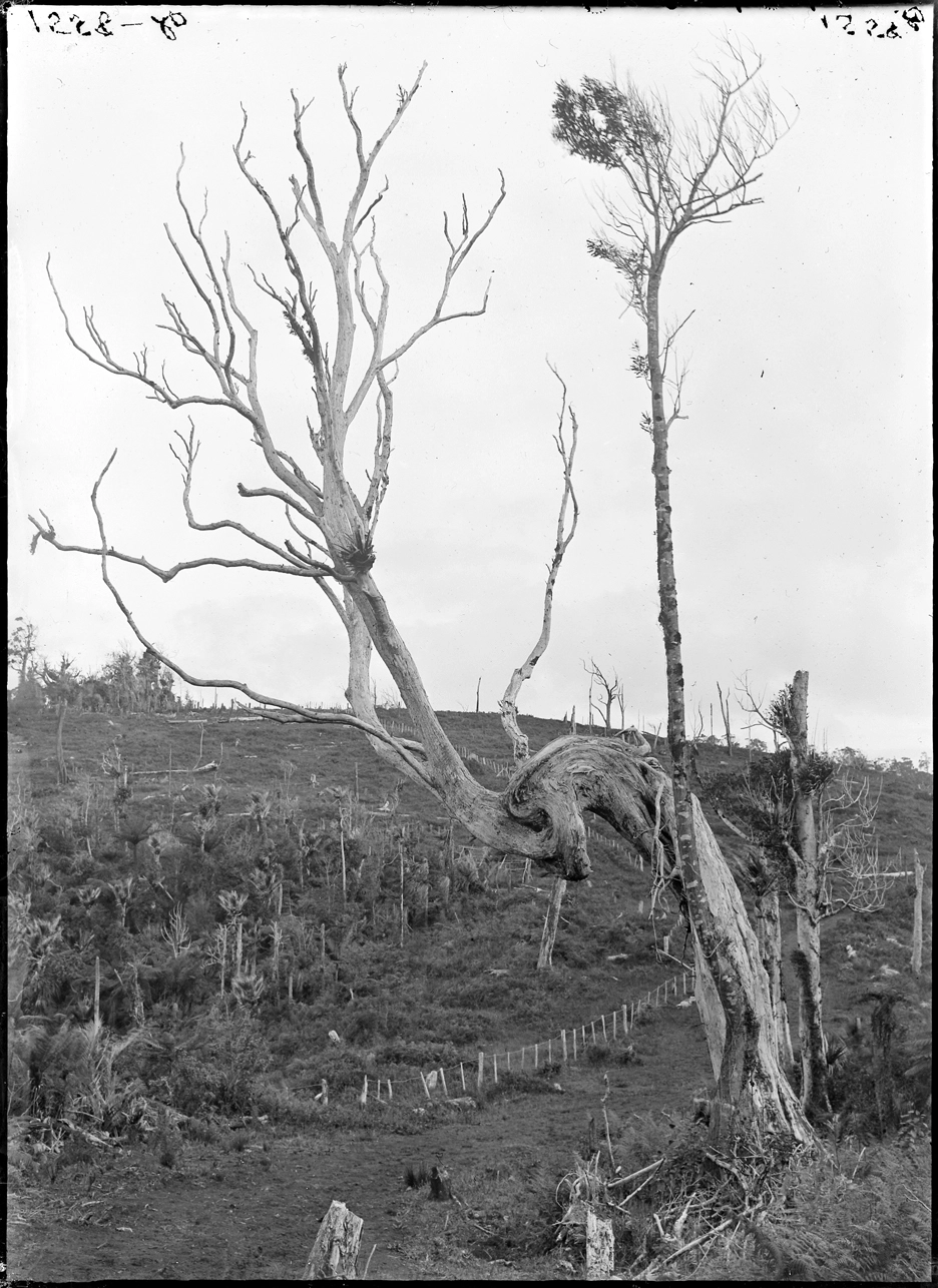 Showing a rata tree with a peculiar angle...