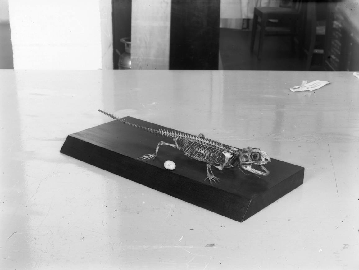 Showing the skeleton of a tuatara...