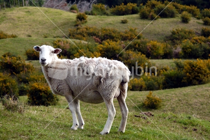 Undignified self shearing sheep