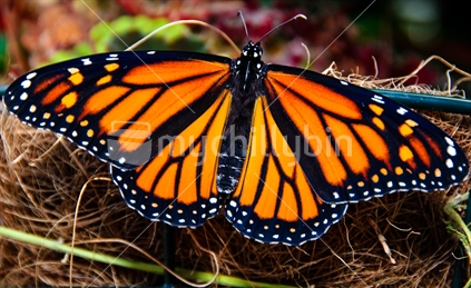 Freshly hatched monarch butterfly