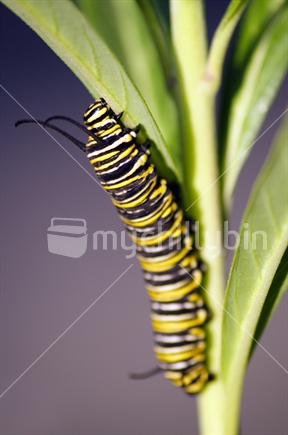 Monarch caterpillar on swan plant