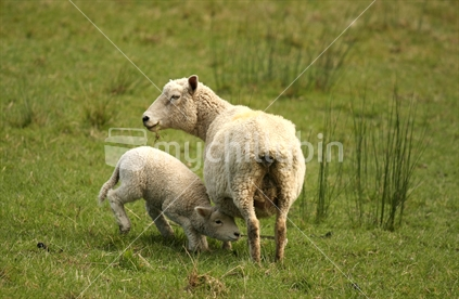 sheep and lamb at Shakespear Regional Park