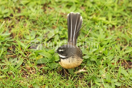 New Zealand fantail (Rhipidura fuliginosa).