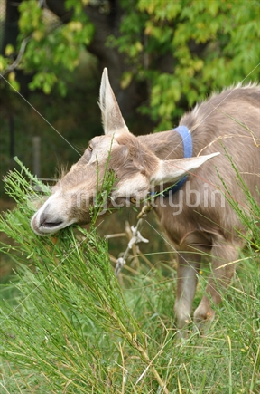 Goat eating grass on the roadside