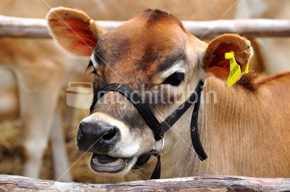 Young cow in pen
