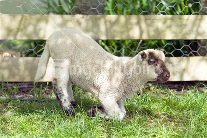 A lamb kneeling in the paddock to graze