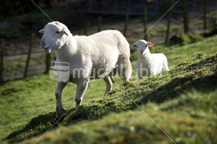 A sheep and young goat in a paddock
