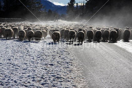 Sheep moving to greener pastures