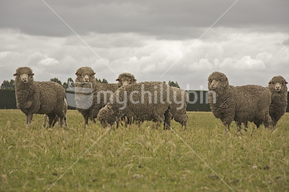 Merino sheep, Canterbury