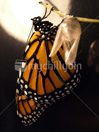 Young monarch butterfly just emerged