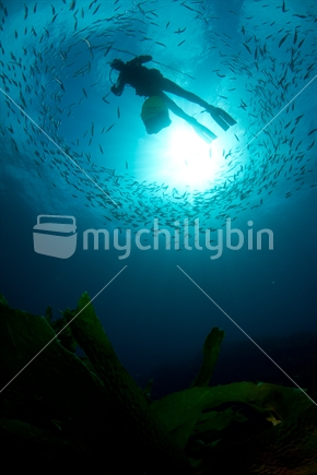 Underwater photo of diver and circling fish school silhouetted against sun-ball at Mayor Island, New Zeland,