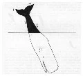 Fig. 2: Sperm whale making a deep dive
