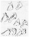 Figs. 2-13: Diagrams of internal aspects of the opercular plates of — 2: Balanus tintinnabulum tintinnabulum — 3: Balanus decorus — 4: Balanus campbelli — 5: Balanus vestitus — 6: Balanus trigonus — 7: Balanus amphitrite variegatus — 8: Balanus amphitr...