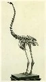 Otago Museum — skeleton of a moa — “Dinornis robustus,” found at Shag Valley