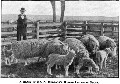 A Group Of Mr. A. Murdoch's Border Leicester Flock