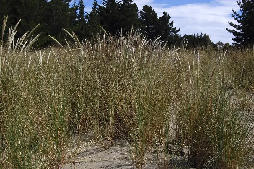 Ammophila arenaria (L.) Link - European beachgrass, Marram grass