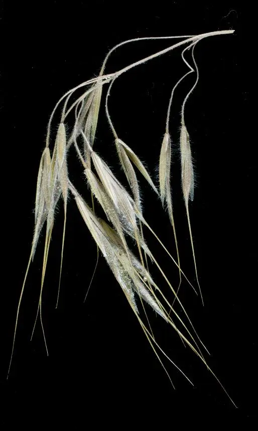 Bromus sterilis L. - Barren brome