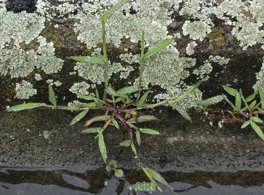 Digitaria sanguinalis (L.) Scop. - Summer grass