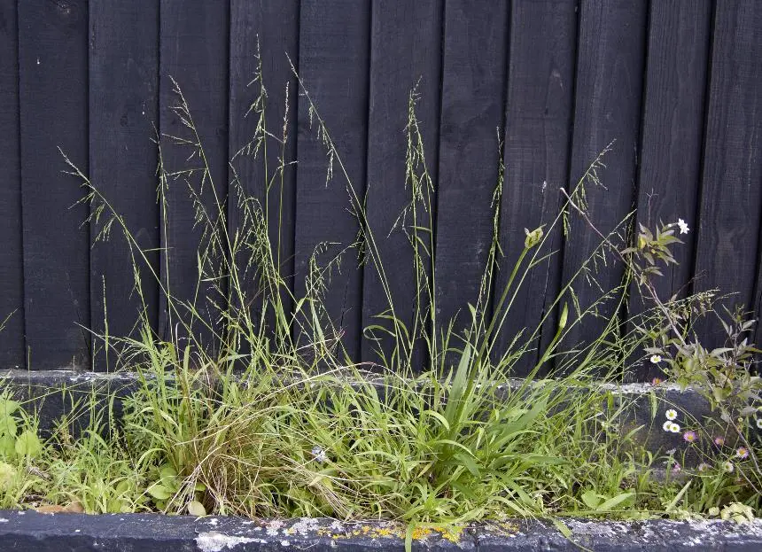 Ehrharta erecta Lam. - Veld grass, Veldt grass