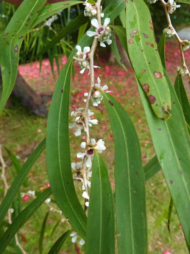 Agonis flexuosa (Willd.) Sweet - Peppermint tree, Peppermint willow, Western Australian peppermint, Willow myrtle