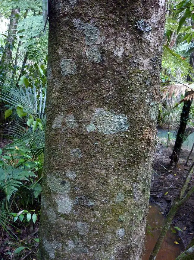 Beilschmiedia tawa (A.Cunn.) Benth. & Hook.f. ex Kirk - Tawa, Tawa rautangi