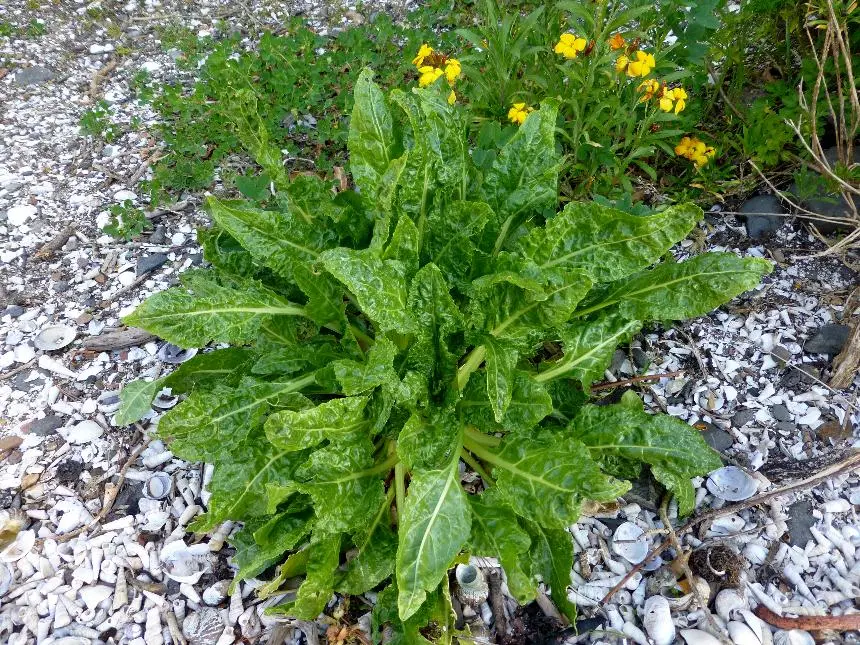 Beta vulgaris L. - Beet, Beetroot, Fodder beet, Mangels, Mangold, Silver beet, Spinach beet, Sugar beet, Swiss chard