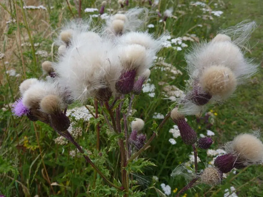 Cirsium arvense (L.) Scop. - Californian thistle, cally thistle, Cally thistle (NZ), Perennial thistle