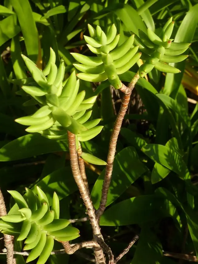 Crassula tetragona L. - Baby pine of China, Miniature pine tree